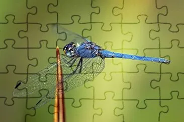 פאזל של Trithemis furva