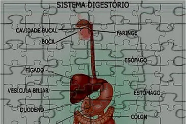 sistema digestÃ³rio