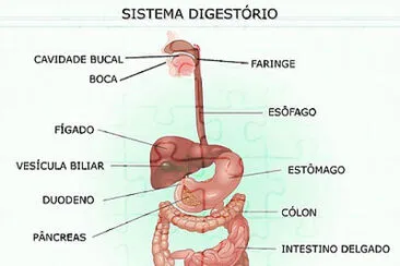 sistema digestÃ³rio jigsaw puzzle