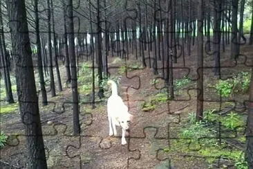 En el bosque jigsaw puzzle