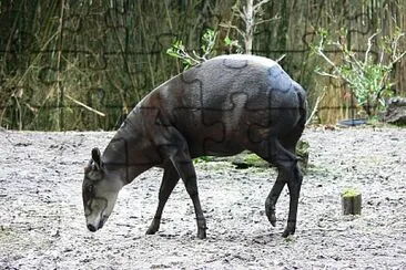 Cefalopo dal dorso giallo