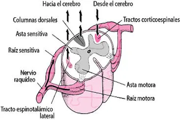 MEDULA