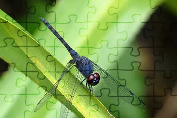 פאזל של Trithemis festiva