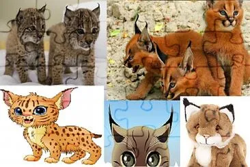 Lince Gatito puzzle  felinos