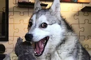 Perro sorprendido jigsaw puzzle