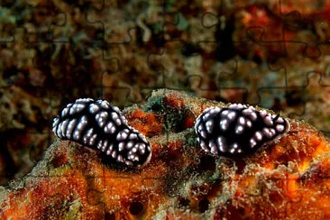 Phyllidia pustulosa