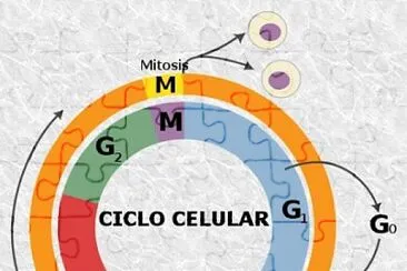 CuÃ¡les son las fases del ciclo celular.