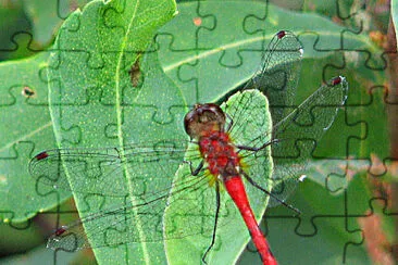 Sympetrum obtrusum