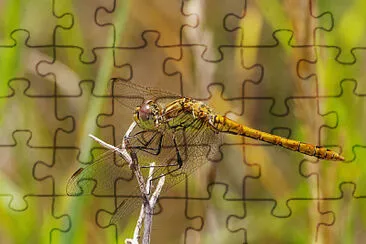 Sympetrum vulcatum