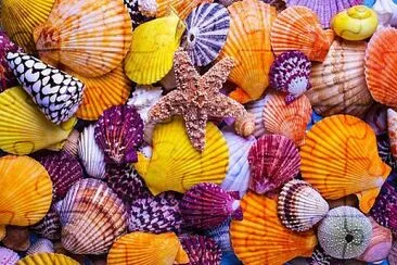 פאזל של Shades of yellow, orange and purple sea shells