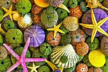 Shades of green, yellow and pink sea shells jigsaw puzzle