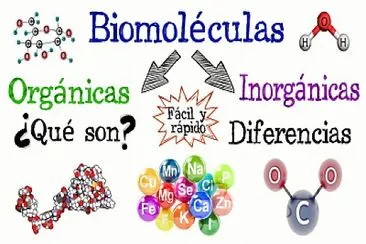 Biomoleculas