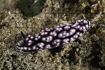 Phyllidiella pustulosa