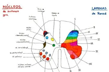 nÃºcleos y laminas