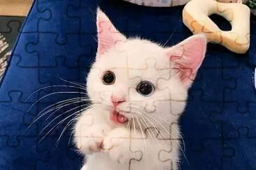 GATITO