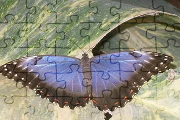 Schmetterling