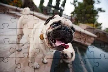 Perro pug