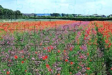 Langar Wildflower Farm