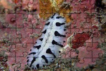 פאזל של Phyllidiopsis loricata