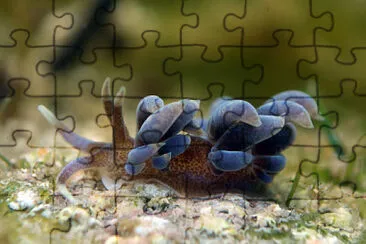 Phyllodesmium macphersonae jigsaw puzzle