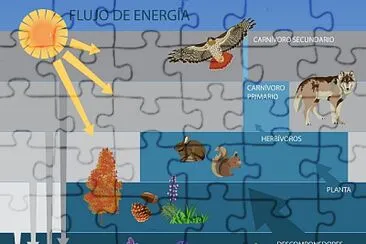 FLUJO DE ENERGIA