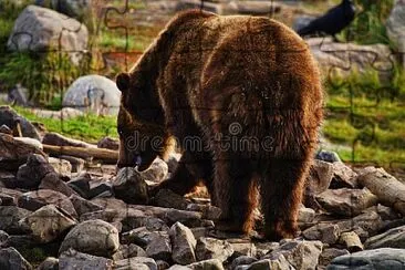 A boar grizzly bear in Yellowstone National Park, jigsaw puzzle