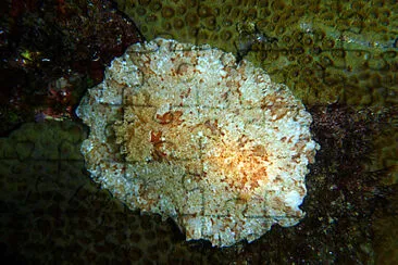 Platydoris inframaculata jigsaw puzzle