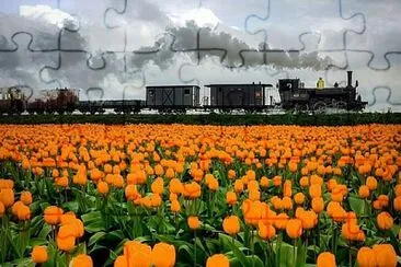 Campo de tulipas jigsaw puzzle