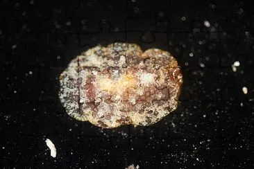 Pleurobranchus areolatus