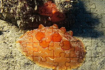 Pleurobranchus testudinarius jigsaw puzzle