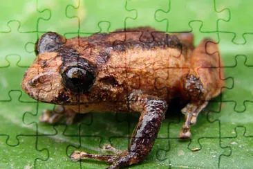 Pristimantis bogotensis