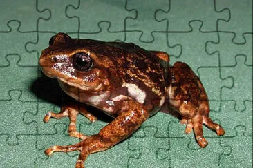 Pristimantis elegans