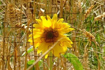 tournesol