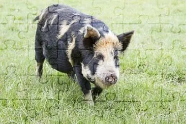 Maialino kunekune