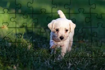 Doguinho jigsaw puzzle