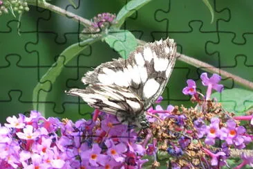 sulla buddleya jigsaw puzzle