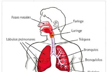 SISTEMA RESPIRATORIO