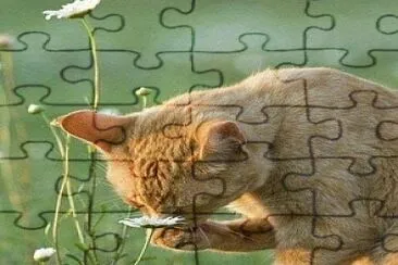 gatito jigsaw puzzle