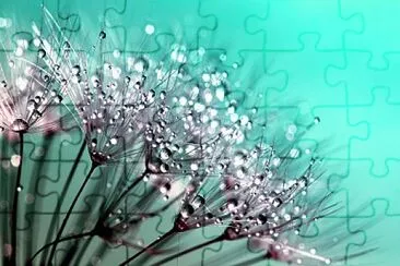 Dandelion jigsaw puzzle