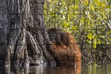 ORANGUTAN DE BORNEO