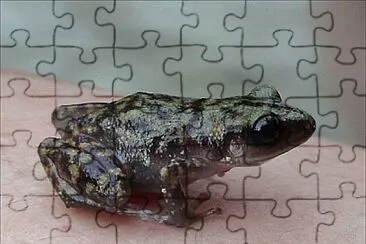 Eleutherodactylus marnockii jigsaw puzzle