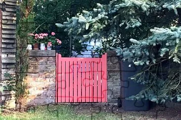 Pink gate   geraniums