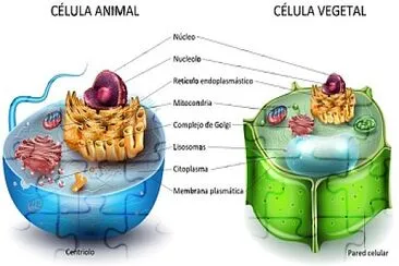 la cÃ©lula