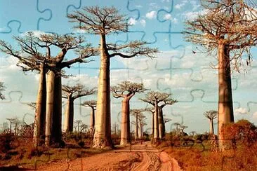 Baobabs