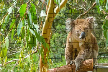 koala jigsaw puzzle