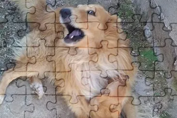 34 jigsaw puzzle