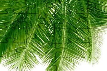 Palm leaves