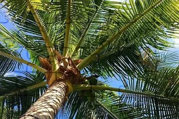 Palmera desde abajo