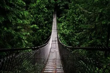 Forest bridge