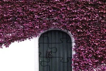 Purple vines